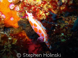 Nice Nudibranch in the Poor Knights area of New Zealand. ... by Stephen Holinski 